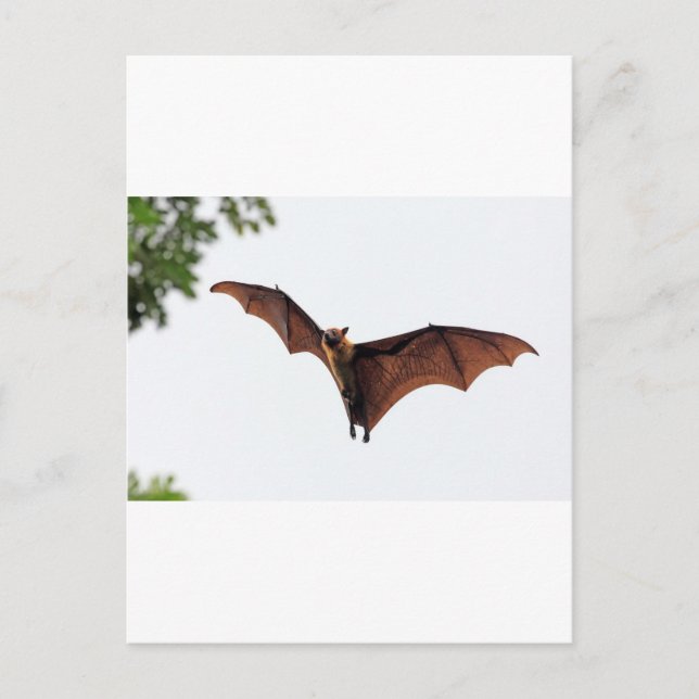 Flying fox fruit bat in sky postcard (Front)