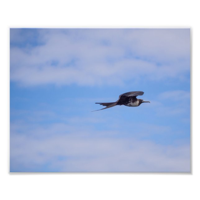 Flying frigate bird photo (Front)