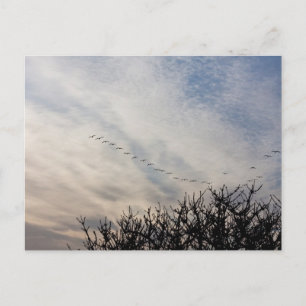 Flying geese postcard