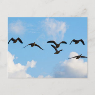 Flying Geese Postcard