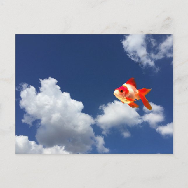 flying goldfish postcard (Front)