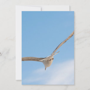 Flying gull