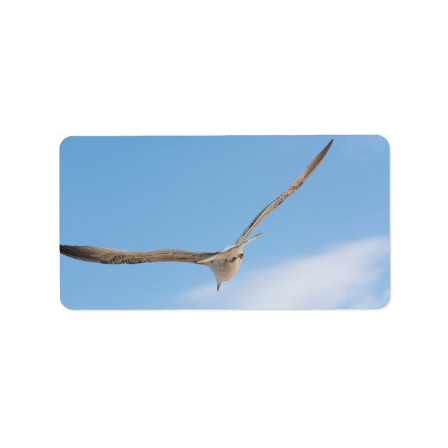 Flying gull label (Front)