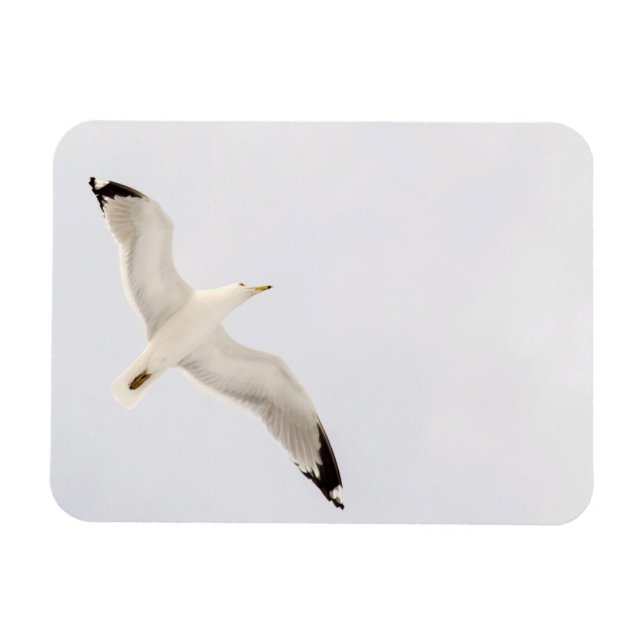 Flying Gull Magnet (Horizontal)