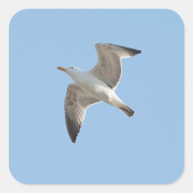 Flying gull square sticker (Front)