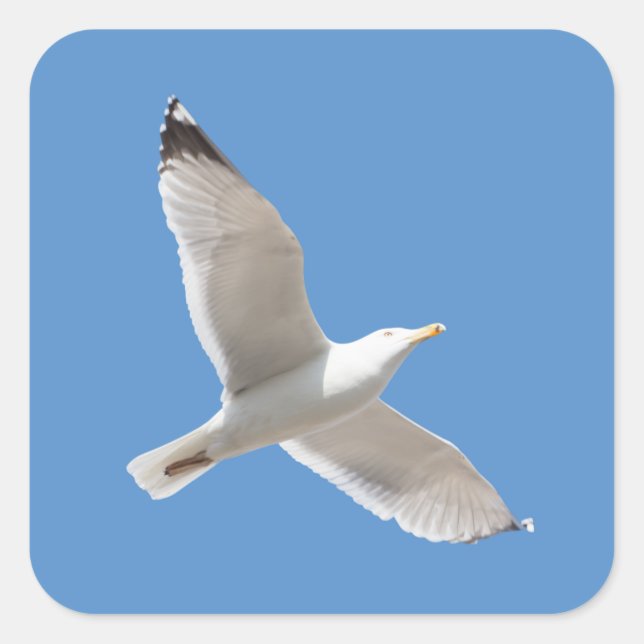 Flying gull square sticker (Front)