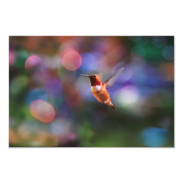 Flying Hummingbird and Colourful Background Photo Print (Front)