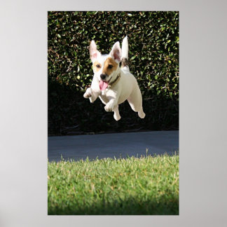 Flying Jack Russell Terrier (cropped) Poster