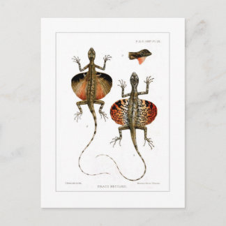 Flying lizard postcard