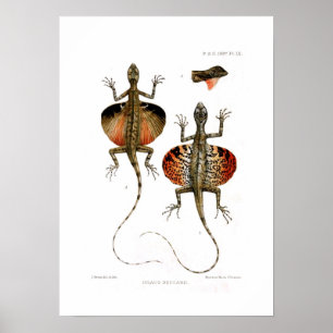 Flying Lizard Poster