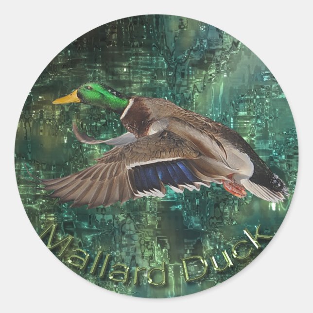 Flying Male Mallard Duck (Drake) Wildlife Sticker (Front)