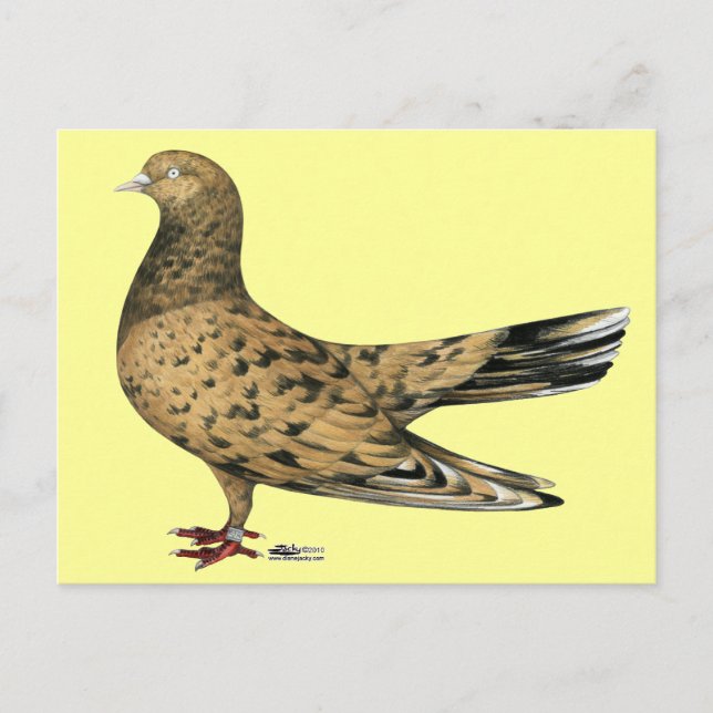 Flying Oriental Roller Pigeon Almond Postcard (Front)