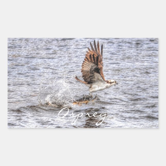 Flying Osprey & Fish HDR Wildlife Photo Gift Rectangular Sticker (Front)