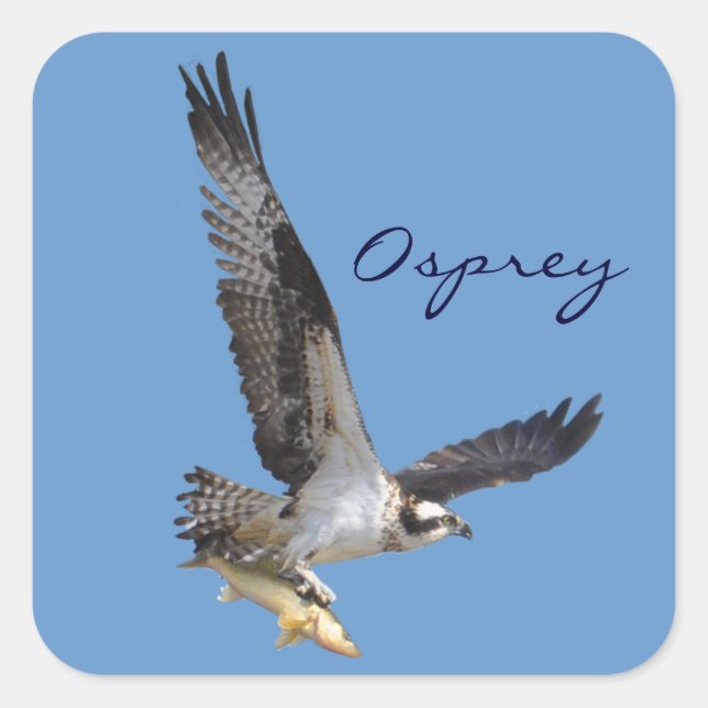 Flying Osprey & Fish Wildlife Photography Square Sticker (Front)