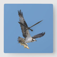 Flying Osprey & Fish Wildlife Photography
