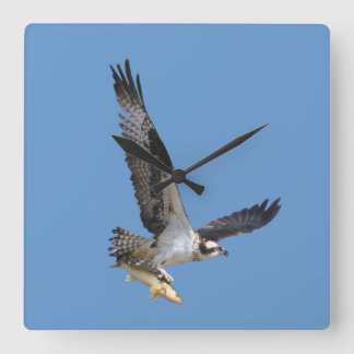 Flying Osprey & Fish Wildlife Photography Square Wall Clock