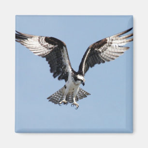 Flying Osprey Magnet