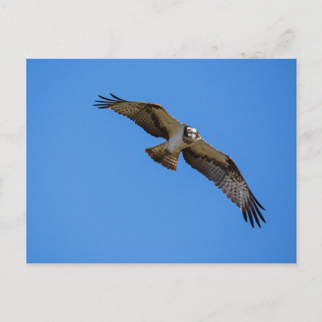 Flying osprey with a target in sight postcard (Front)
