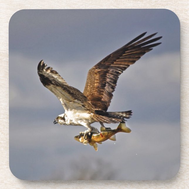Flying Osprey with Walleye Fish HDR Photo Coaster (Front)