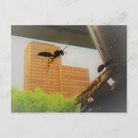 Flying Paper Wasp and Black Carpenter Ant