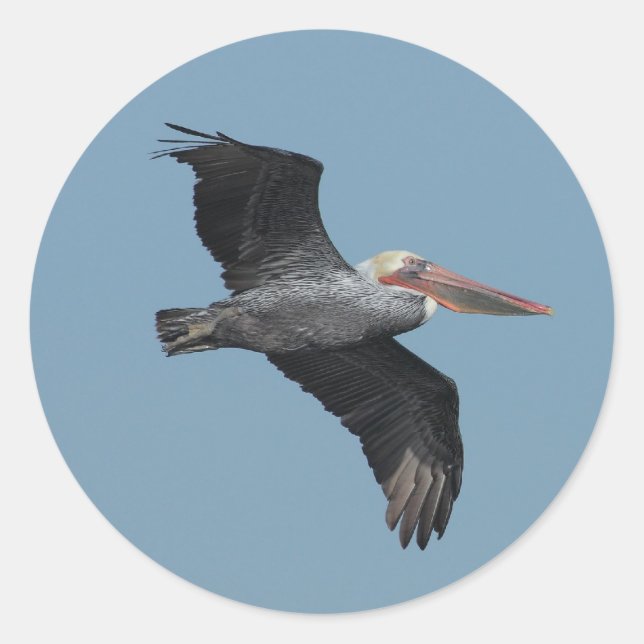 Flying Pelican 14 Sticker (Front)