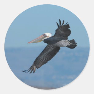 Flying Pelican 9 Sticker