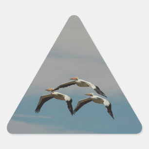 Flying Pelican Sticker