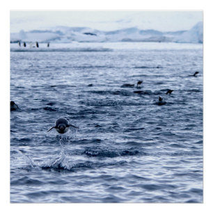 Flying penguin poster