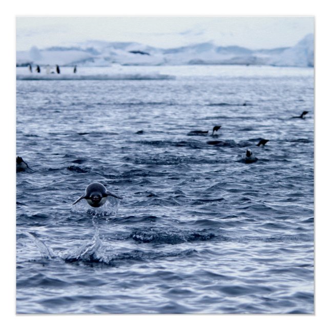 Flying penguin poster (Front)