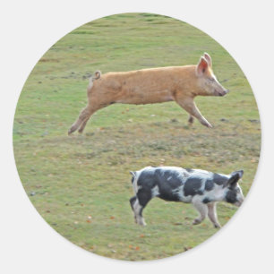 Flying pigs classic round sticker