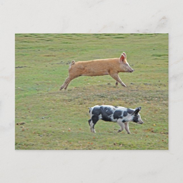 Flying pigs postcard (Front)