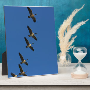 Flying Plaque