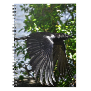 Flying Raven in Sunlight Wildlife Photo Spiral Notebook