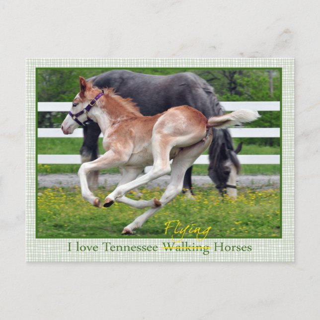 Flying Red Roan Postcard (Front)