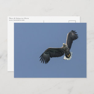 Flying Sea Eagle Postcard