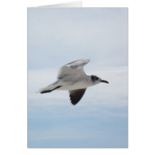 Flying Seagull