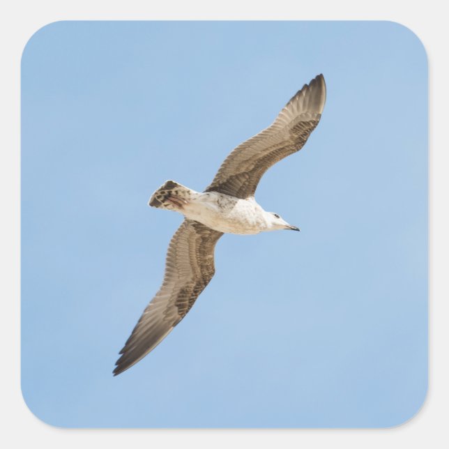 Flying seagull square sticker (Front)