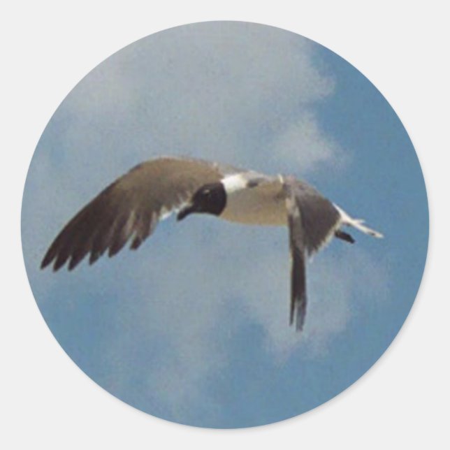 Flying Seagull Stickers (Front)