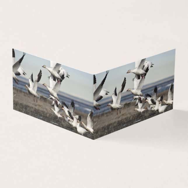 Flying Snow Geese (Outside)