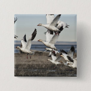 Flying Snow Geese 15 Cm Square Badge