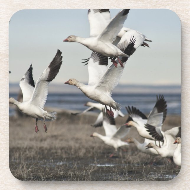 Flying Snow Geese Coaster (Front)