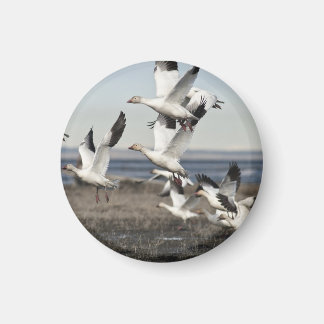 Flying Snow Geese Magnet