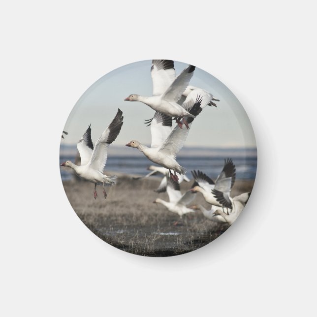 Flying Snow Geese Magnet (Front)