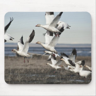 Flying Snow Geese Mouse Pad