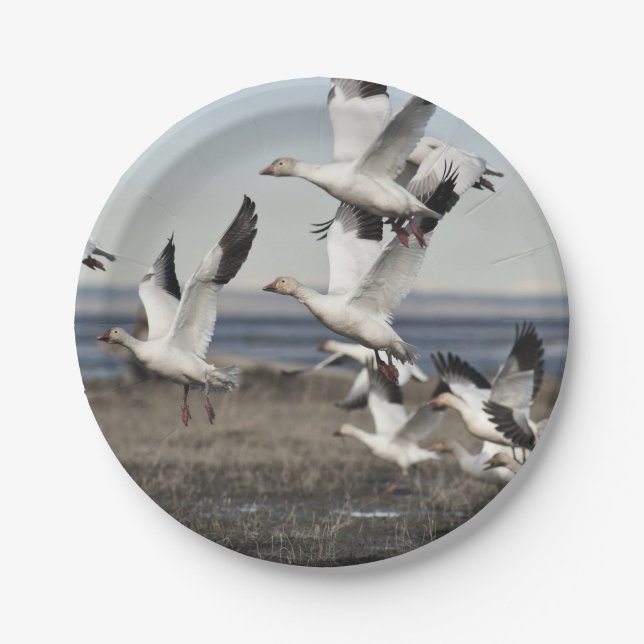 Flying Snow Geese Paper Plate (Front)