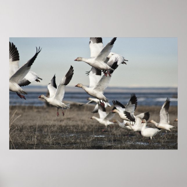Flying Snow Geese Poster (Front)