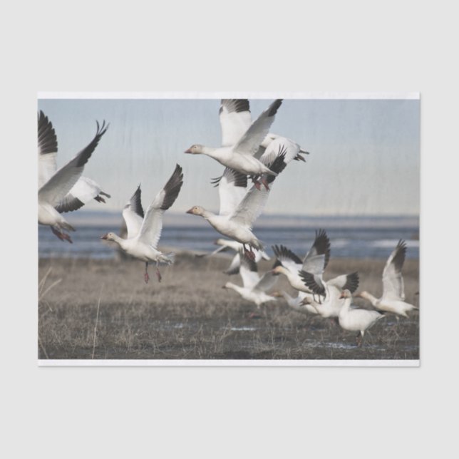 Flying Snow Geese Tissue Paper (Front)