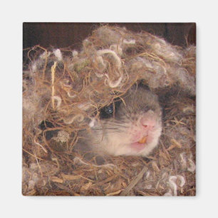 Flying Squirrel Magnet