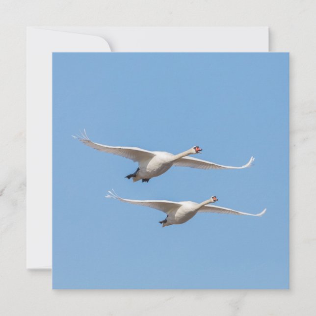 Flying Swans Nature Photo Card (Front)