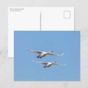 Flying Swans Nature Photo Postcard